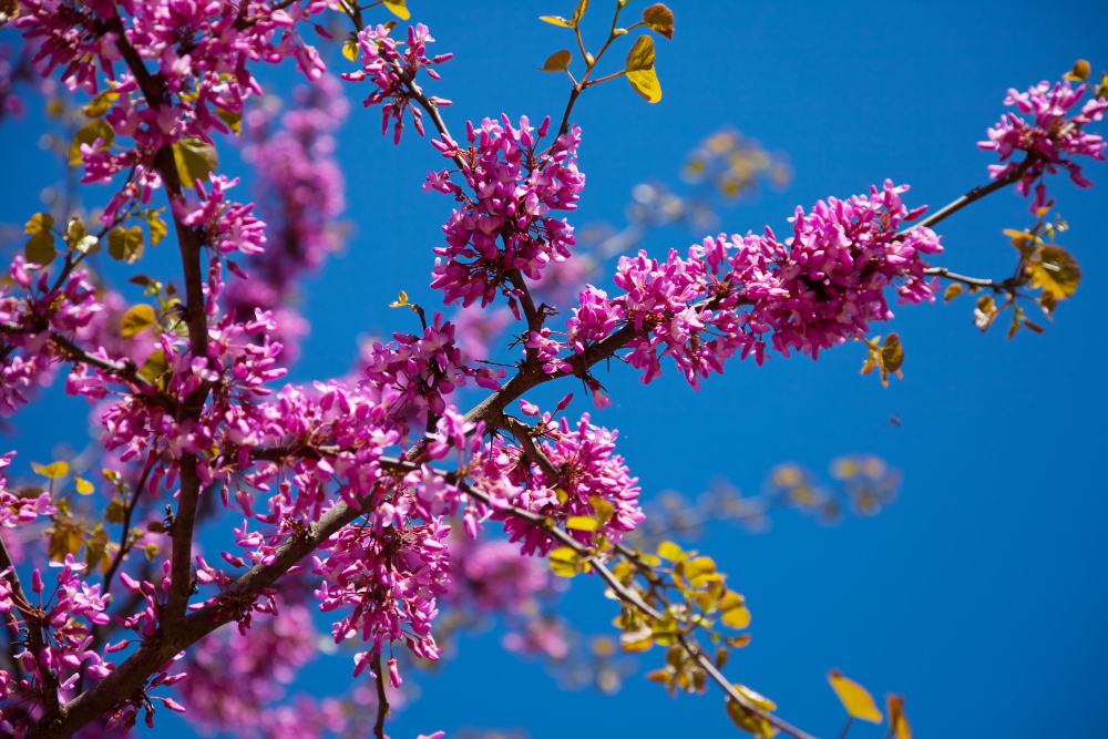 Primer plano a un árbol con hermosas flores de color rosado